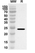Western blot analysis was performed using anti-Mouse RGMA polyclonal antibody at 1ug/mL on recombinant Mouse RGMA (Catalog No. MV303012).