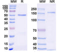 SDS-PAGE for Anti-Mouse CD229/LY9 Antibody (D08)