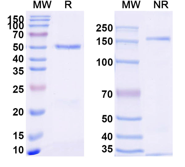 SDS-PAGE for Anti-Mouse CD229/LY9 Antibody (D08)