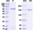 SDS-PAGE for Anti-Mouse CD229/LY9 Antibody (H03)