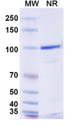 SDS-PAGE for Anti-Mouse CD370/CLEC9A Antibody (SAA0484)