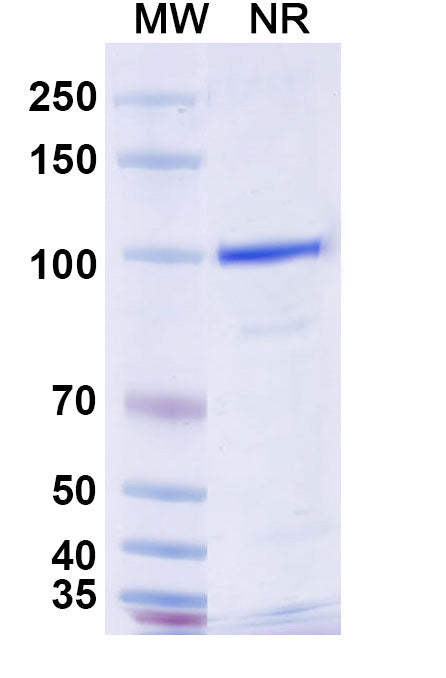 SDS-PAGE for Anti-Mouse CD370/CLEC9A Antibody (SAA0484)