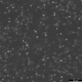 MV4-11 cell