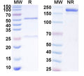 SDS-PAGE for Anti-Mouse FGF13 Antibody (N235/22).