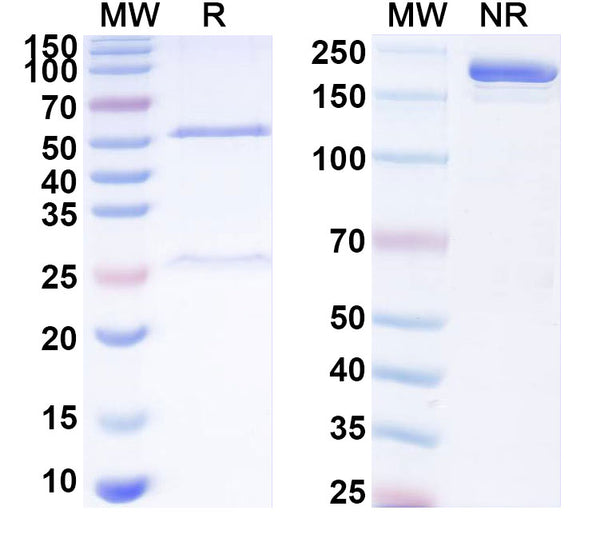 SDS-PAGE for Anti-Mouse FGF13 Antibody (N235/22).