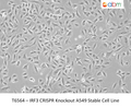 IRF3 CRISPR Knockout A549 Stable Cell Line | Applied Biological Materials (abm)