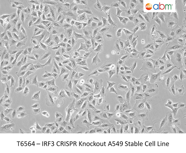 IRF3 CRISPR Knockout A549 Stable Cell Line | Applied Biological Materials (abm)