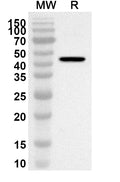 Western blot analysis was performed using anti-Mouse CLEC11A polyclonal antibody at 1ug/mL on recombinant Mouse CLEC11A (Catalog No. MV504012).
