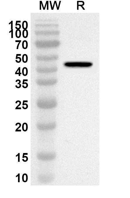 Western blot analysis was performed using anti-Mouse CLEC11A polyclonal antibody at 1ug/mL on recombinant Mouse CLEC11A (Catalog No. MV504012).
