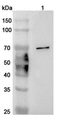 Western blot analysis was performed using anti-CD244 polyclonal antibody at 1ug/mL  on various samples.
Lane 1: MCF-7 cell lysate