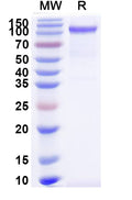 Recombinant Mouse CD100/SEMA4D Protein, C-His