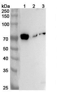 Western blot analysis was performed using anti-DLL4 polyclonal antibody at 1ug/mL on various samples.
Lane 1: Rat lung lysate
Lane 2: Rat kidney lysate
Lane 3: Rat pancears lysate