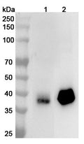 Western blot analysis was performed using anti-F11R  polyclonal antibody at 1ug/mL  on various samples.
Lane 1: Mouse lung lysate
Lane 2: Rat lung lysate