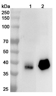 Western blot analysis was performed using anti-F11R  polyclonal antibody at 1ug/mL  on various samples.
Lane 1: Mouse lung lysate
Lane 2: Rat lung lysate