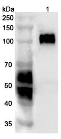 Western blot analysis was performed using anti-CD276 polyclonal antibody at 1µg/ml on various samples.
Lane 1: 293T cell lysate