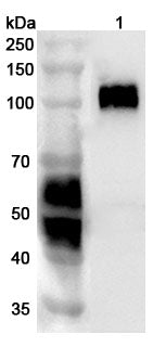 Western blot analysis was performed using anti-CD276 polyclonal antibody at 1µg/ml on various samples.
Lane 1: 293T cell lysate