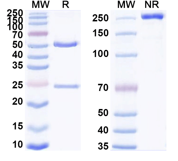 SDS-PAGE for Anti-Mouse CD276/B7-H3 Antibody (MJ18)