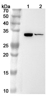 Western blot analysis was performed using anti-IL31 polyclonal antibody at 1µg/ml on various samples.
Lane 1: RAW264.7 cell lysate
Lane 2: Mouse lung lysate