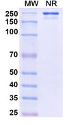 Flow-cytometry using anti-mouse CD248 antibody.CD248 Transfected CHO cells were stained with an irrelevant antibody (Blue Histogram) or an anti-mouse CD248 antibody monoclonal antibody (Catalog # MV681107 ,Green Histogram) at a concentration of 5 µg/ml for 30 mins at RT. After washing, bound antibody was detected using a FITC conjugated goat anti-human antibody (Catalog # HF690414) and cells analysed on a NovoCyte Flow Cytometer.