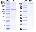 SDS-PAGE for Anti-Mouse CD207 Antibody (2G3l)