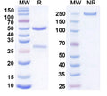 SDS-PAGE for Anti-Mouse CD207 Antibody (2G3k)