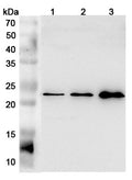 Western blot analysis was performed using anti-FGF21 polyclonal antibody at 1μg/ml on various samples.
Lane 1: HepG2 cell lysate
Lane 2: Raji cell lysate
Lane 3: 293T cell lysate