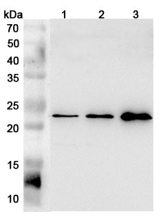 Western blot analysis was performed using anti-FGF21 polyclonal antibody at 1μg/ml on various samples.
Lane 1: HepG2 cell lysate
Lane 2: Raji cell lysate
Lane 3: 293T cell lysate
