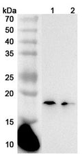 Western blot analysis was performed using anti-IL36G polyclonal antibody at 1µg/ml on various samples.
Lane 1: Mouse spleen lysate
Lane 2: Mouse liver lysate