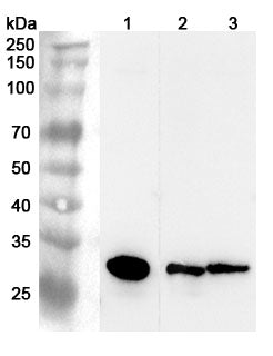 Western blot analysis was performed using anti-CTSZ  polyclonal antibody at 1ug/mL  on various samples.
Lane 1: Mouse liver lysate
Lane 2: Mouse kidney lysate
Lane 3: Rat liver lysate