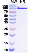 SDS-PAGE for InVivoMAb Anti-Mouse CD274/PD-L1/B7-H1 (Iv0040)
