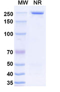 Detects Recombinant Mouse CD274/PD-L1/B7-H1 Protein (Cat No.: MV974011) in indirect ELISA.