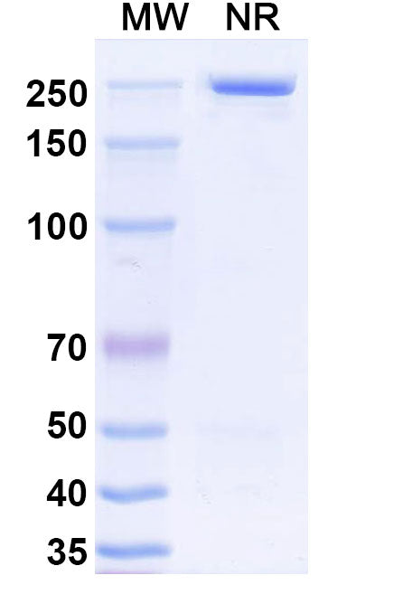 Detects Recombinant Mouse CD274/PD-L1/B7-H1 Protein (Cat No.: MV974011) in indirect ELISA.