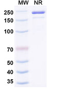 SDS-PAGE for InVivoMAb Anti-Mouse PD-L1 & CD3e Bispecific Antibody (Iv0242)