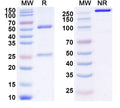 SDS-PAGE for Anti-mouse PDL1 Antibody (10F.9G2)