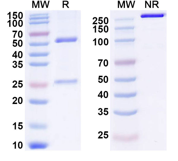 SDS-PAGE for Anti-mouse PDL1 Antibody (10F.9G2)