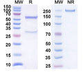 SDS-PAGE for InVivoMAb Anti-Mouse CD274/PD-L1/B7-H1 Antibody (10F.9G2) (D265A)