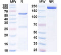 SDS-PAGE for Anti-Mouse NECTIN4 Antibody (R4P1).