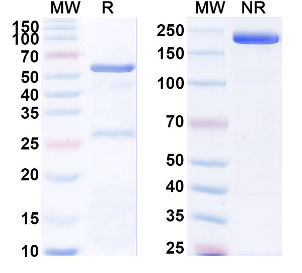 SDS-PAGE for Anti-Mouse NECTIN4 Antibody (R4P1).