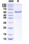 Recombinant Mouse EFNA5 Protein, C-Fc
