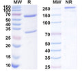 SDS-PAGE for Anti-Mouse GPC3 Antibody (7C8).