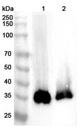 Western blot analysis was performed using anti-PPT1  polyclonal antibody at 1ug/mL on various samples.
Lane 1: Mouse testis lysate
Lane 2: Rat testis lysate