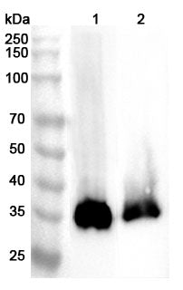 Western blot analysis was performed using anti-PPT1  polyclonal antibody at 1ug/mL on various samples.
Lane 1: Mouse testis lysate
Lane 2: Rat testis lysate