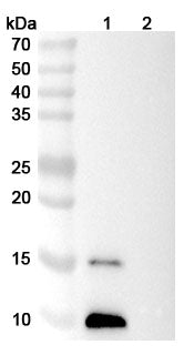 SDS-PAGE for Anti-Mouse CXCL12/SDF-1 Antibody (30D8).