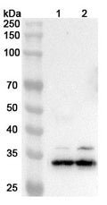 Western blot analysis was performed using anti-CD79B polyclonal antibody at CD79B on various samples.
Lane 1: Daudi cell lysate
Lane 2: HL-60 cell lysate
