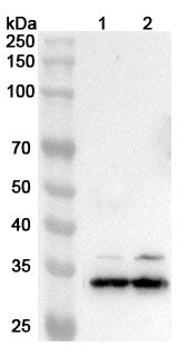 Western blot analysis was performed using anti-CD79B polyclonal antibody at CD79B on various samples.
Lane 1: Daudi cell lysate
Lane 2: HL-60 cell lysate