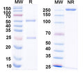 SDS-PAGE for InVivoMAb Anti-Mouse CD198/CCR8 Antibody (Iv0255)