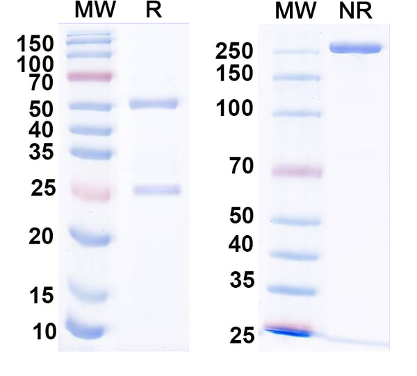 SDS-PAGE for InVivoMAb Anti-Mouse CD198/CCR8 Antibody (Iv0255)