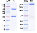 SDS-PAGE for InVivoMAb Anti-Mouse CD198/CCR8 Antibody (Iv0265)