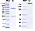 SDS-PAGE for Anti-Mouse CD198/CCR8 Antibody (SAA2201)
