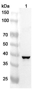 Western blot analysis was performed using anti-CASP4 polyclonal antibody at 1ug/mL on various samples.
Lane 1: U2OS cell lysate